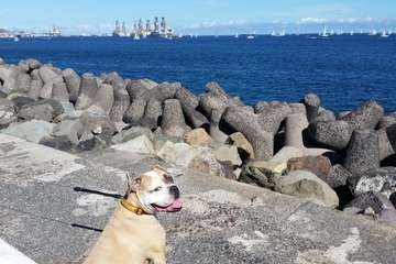 Un día espléndido despide a su paso por la costa Telde a los tripulantes de la Regata ARC (Foto Jesús Ruiz Mesa y Miguel Santana)